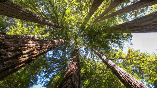 How Our Tree Care Process Works  in Leupp, AZ